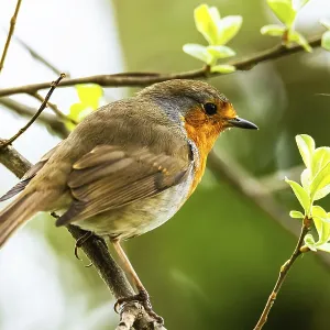 European Robinin in his environment European Robinin in his environment