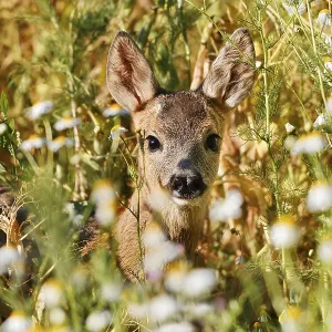European Roe Deer Fawn Print, Germany European Roe Deer Fawn Print, Germany