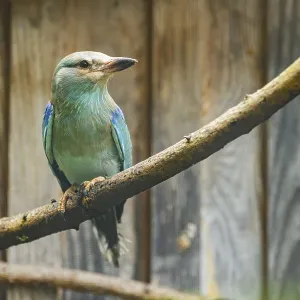 European roller (Coracias garrulus) sitting on a branch in front of a wooden wall