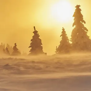 European spruce (Picea abies) trees in winter at sunrise European spruce (Picea abies) trees in winter at sunrise