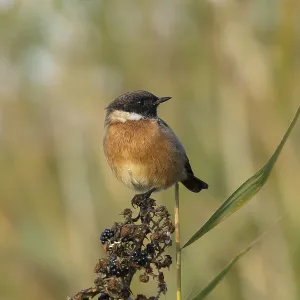 European stonechat (Saxicola rubicola) adult bird on a bramble branch European stonechat (Saxicola rubicola) adult bird on a bramble branch