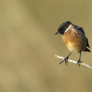 European stonechat (Saxicola rubicola) adult bird on a tree branch European stonechat (Saxicola rubicola) adult bird on a tree branch