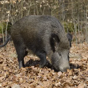 European wild boar (Sus scrofa scrofa) European wild boar (Sus scrofa scrofa)