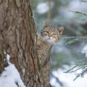 European wildcat (Felis silvestris) European wildcat (Felis silvestris)