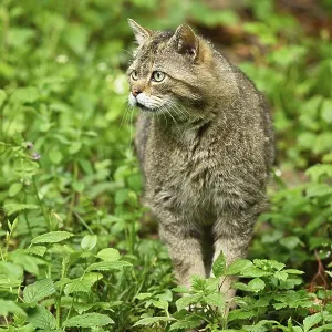 European wildcat (Felis silvestris) or forest cat European wildcat (Felis silvestris) or forest cat