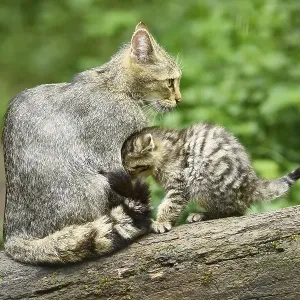 European wildcat (Felis silvestris silvestris) or forest cat European wildcat (Felis silvestris silvestris) or forest cat