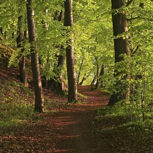 Evening atmosphere in a Beech forest
