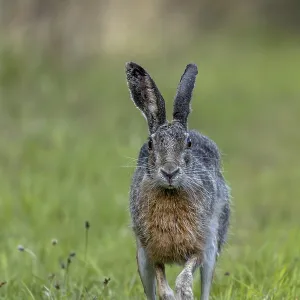 In the evening, the brown hare (Lepus europaeus) leaves its nest in the forest and hops to the nearby meadow In the evening, the brown hare (Lepus europaeus) leaves its nest in the forest and hops to the nearby meadow