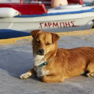 Evening light, brown dog (Canis), boat, harbour, Ammoudi, Oia, Santorini Island, Cyclades, Greece, Europe