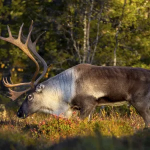 In the evening light a reindeer bull (Rangifer tarandus) moves through the taiga In the evening light a reindeer bull (Rangifer tarandus) moves through the taiga