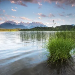 Evening mood at Barmsee with reeds Evening mood at Barmsee with reeds