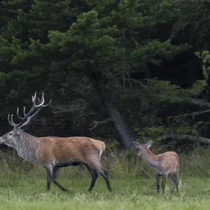 In the evening, a red deer (Cervus elaphus) with doe and calf enters a forest meadow