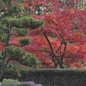 Evergreen tree and Smooth Japanese maples (Acer palmatum)