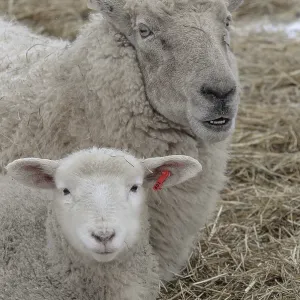 Ewe and lamb lie together on a straw bed