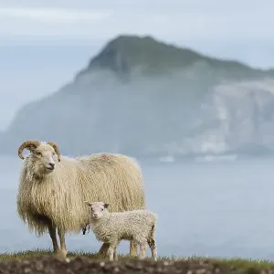 Ewe and lamb (Ovis), Hafnarnes Ewe and lamb (Ovis), Hafnarnes