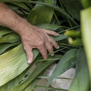 Examining the vibrant leaves an individual hand gently touches a lush array of plants evoking a sense of connection Examining the vibrant leaves an individual hand gently touches a lush array of plants evoking a sense of connection