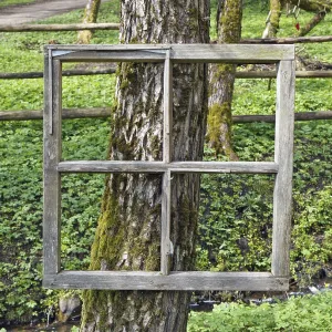 Exhibition of paintings in the forest - aged window frame are nailed to the old trunk of a tree