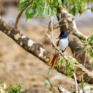 Exotic bird sitting on a branch surrounded by green leaves and a blurred background Exotic bird sitting on a branch surrounded by green leaves and a blurred background