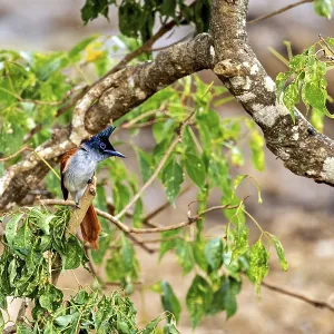 Exotic bird on a tree branch with green leaves against a soft background Exotic bird on a tree branch with green leaves against a soft background