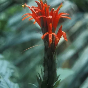 Exotic blossom in the Amazon basin Exotic blossom in the Amazon basin