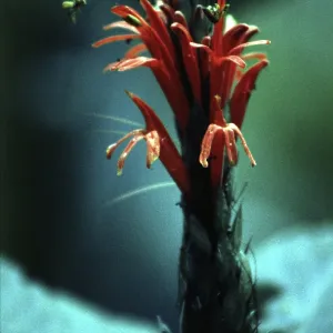 Exotic flower, bee in the Amazon basin Exotic flower, bee in the Amazon basin