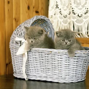 Exotic Shorthair domestic cat, kitten in basket