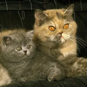Exotic shorthair domestic cat, mother and kitten