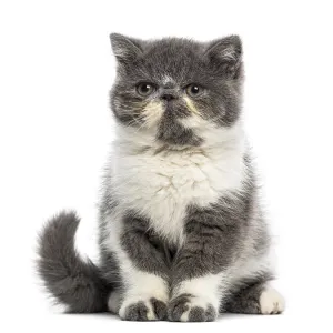 Exotic Shorthair kitten (3 months old)