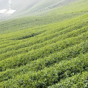 Expansive green tea fields with a misty atmosphere