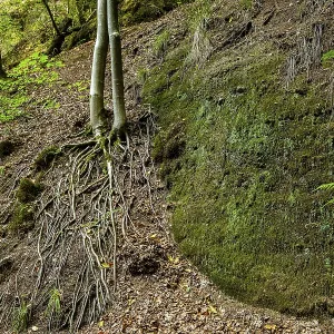 Exposed roots of a tree in the Drachenschlucht
