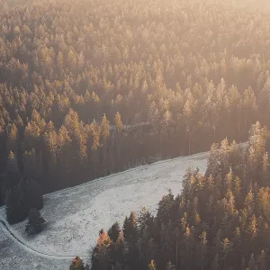 Extensive forest in the golden light of sunset that radiates peace and quiet