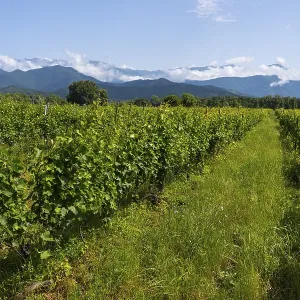 An extensive vineyard with green vegetation and a mountain backdrop under a blue sky with clouds