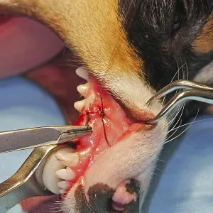 Extraction of a denscaninus, removal of a milk canine Jack Russell Terrier Extraction of a denscaninus, removal of a milk canine Jack Russell Terrier