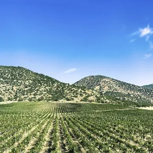 Extrawide panoramic view of vineyard with mountain on background Extrawide panoramic view of vineyard with mountain on background
