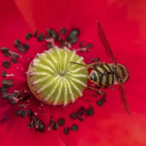 Extreme Closeup of Poppy Flower with Pollinating Bee Print Extreme Closeup of Poppy Flower with Pollinating Bee Print