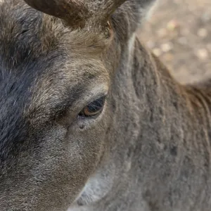 Eye of a fallow deer (Dama dama) close up Eye of a fallow deer (Dama dama) close up