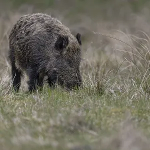 The eyes clearly show that the wild boar (Sus scrofa) The eyes clearly show that the wild boar (Sus scrofa)