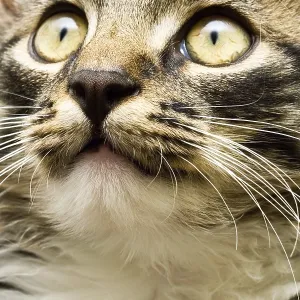 Face of a domestic cat with widely open eyes Face of a domestic cat with widely open eyes