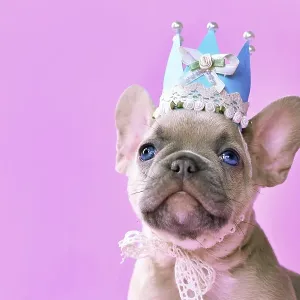 Face of French Bulldog dog puppy wearing a paper crown with lace and ribbons on pink background with empty copy space Face of French Bulldog dog puppy wearing a paper crown with lace and ribbons on pink background with empty copy space