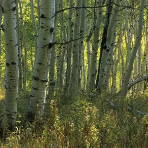 Fall coloured forest in the Wasatch Range Fall coloured forest in the Wasatch Range