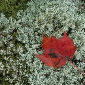 Fall coloured maple leave on mosses Fall coloured maple leave on mosses