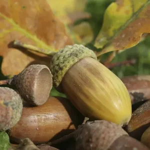 Fall forest floor: Acorns and oak leaves (Quercus robur)