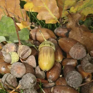 Fall forest floor: Acorns and oak leaves (Quercus robur)