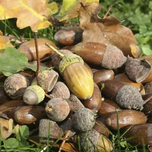 Fall forest floor: Acorns and oak leaves (Quercus robur) Fall forest floor: Acorns and oak leaves (Quercus robur)
