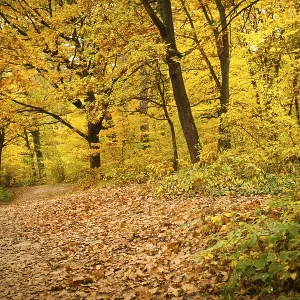 Fall forest and path way between the trees Fall forest and path way between the trees