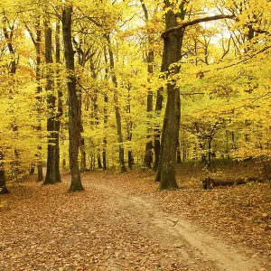Fall forest and path way between the trees Fall forest and path way between the trees