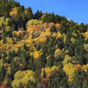 Fall mountain forest, autumn colorful trees texture background and blue sky