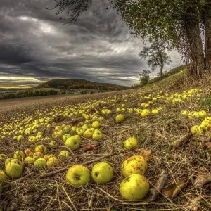 Fallen fruit in autumn, apples