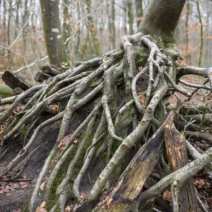 Fallen tree with exposed roots in autumn forest surrounded by leaves and moss Fallen tree with exposed roots in autumn forest surrounded by leaves and moss