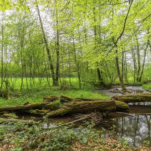 Fallen trees in the forest on the river Poltzsch Fallen trees in the forest on the river Poltzsch